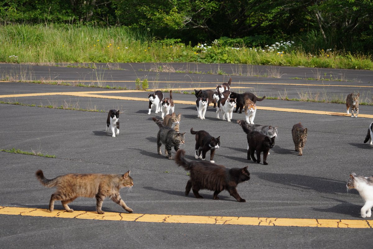 tashiro_shima's tweet photo. おはよ〜ございます🐾
島のヘリポートに集合〜

#田代島 #猫 https://t.co/WdCzz3Hxd6