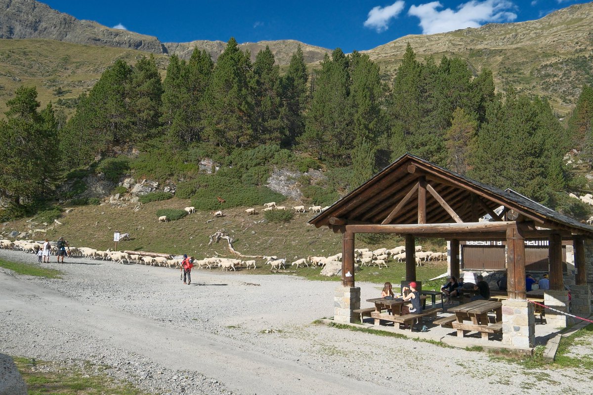 puertatras's tweet photo. Una imagen típica del verano en el Valle de Benasque.
LA BESURTA LLENA DE BORREGOS.

Abro hilo de comportamientos inapropiados en un sendero turístico de montaña (no todo pasa en el Aneto)🧵 https://t.co/2bpTgsdxEu