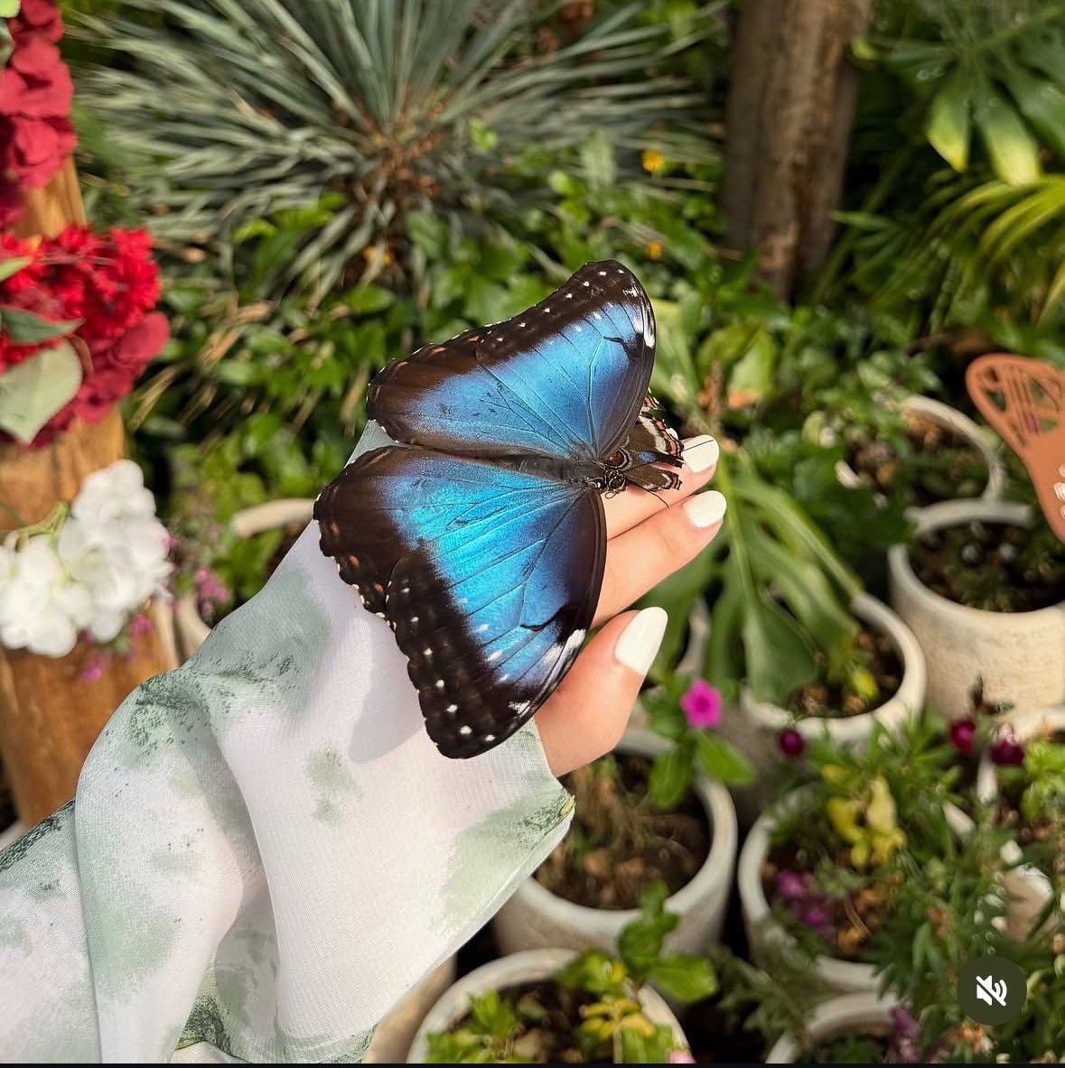 kx17ii's tweet photo. 🦋 https://t.co/9xcyh8SvWQ