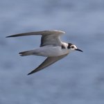 Photo by Dorset Bird Club (@DorsetBirdClub)