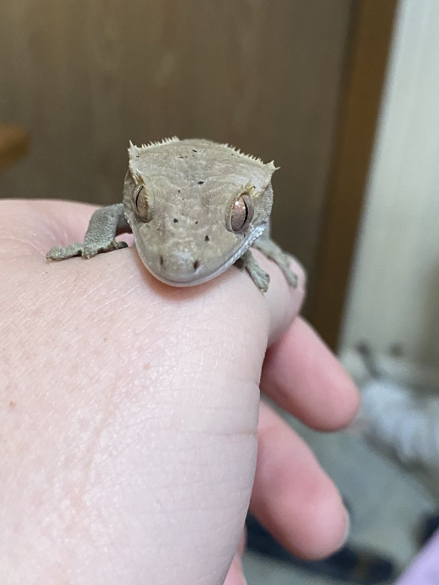 AwoosZoo's tweet photo. My crested gecko named Shiro. He started out as a rescue I was planning to re-home later but he kinda stole my heart. When I got him his toes were being constricted by stuck shed to the point they were turning black and at risk for falling off but now he’s a healthy hopper! https://t.co/KkUVXdbx2b