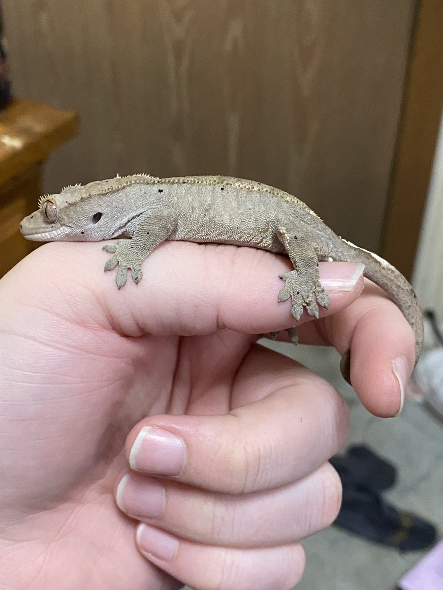 AwoosZoo's tweet photo. My crested gecko named Shiro. He started out as a rescue I was planning to re-home later but he kinda stole my heart. When I got him his toes were being constricted by stuck shed to the point they were turning black and at risk for falling off but now he’s a healthy hopper! https://t.co/KkUVXdbx2b