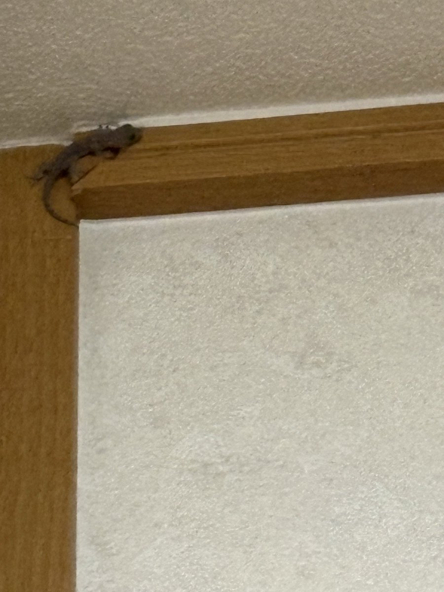 minase_0628's tweet photo. 家の中にヤモリと
ハチ中に入ってるんだけど
僕の家いつから森になってるんですか https://t.co/mJopafYJGh