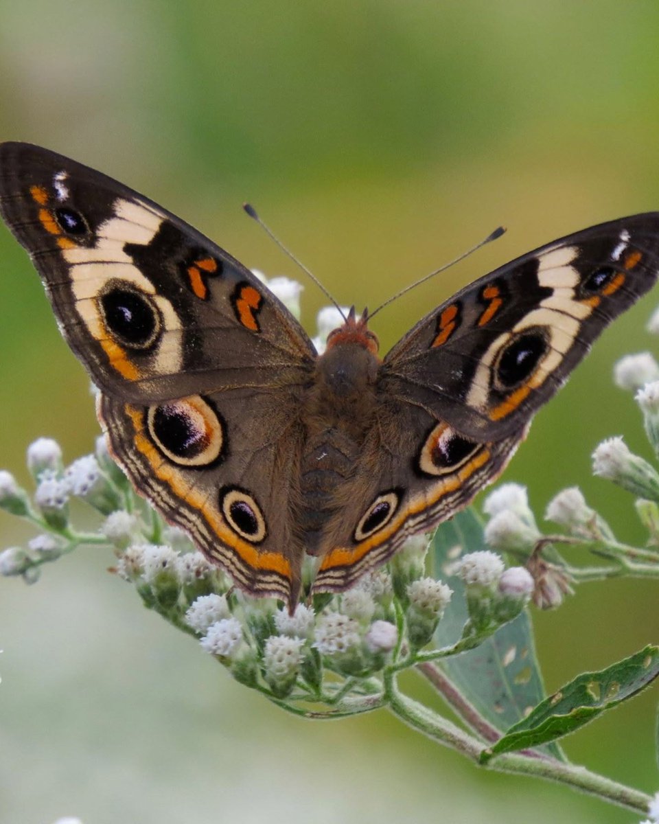 Interior's tweet photo. Wake up and smell the wildflowers. 🌻 

Summer may be winding down, but native wildflowers are still putting on a show. Keep an eye out for late summer blooms like aster, blazing star, boneset, goldenrod, hyssop and more. 

There’s still plenty of summer color left to enjoy. https://t.co/t6xL2ETZYC