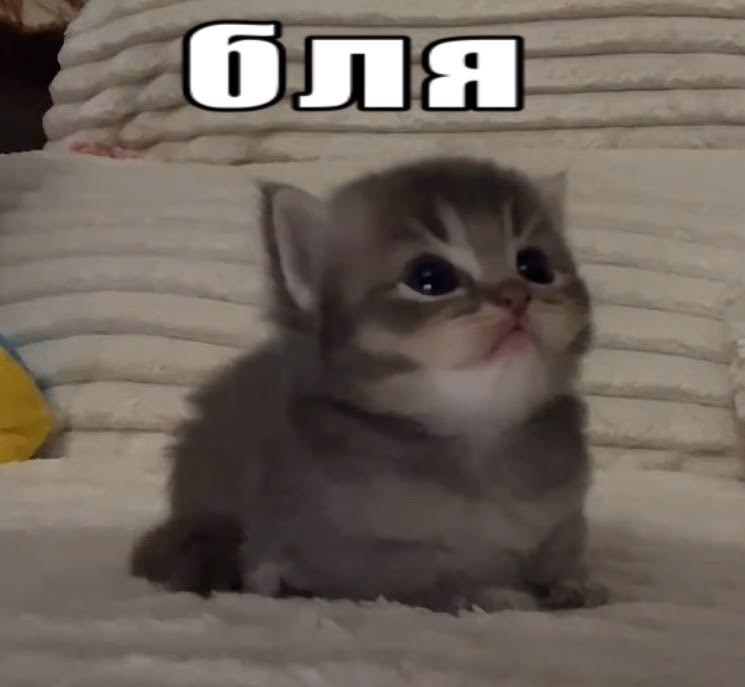 ferwutt's tweet photo. очередное лето проебано https://t.co/k58bY79MkI