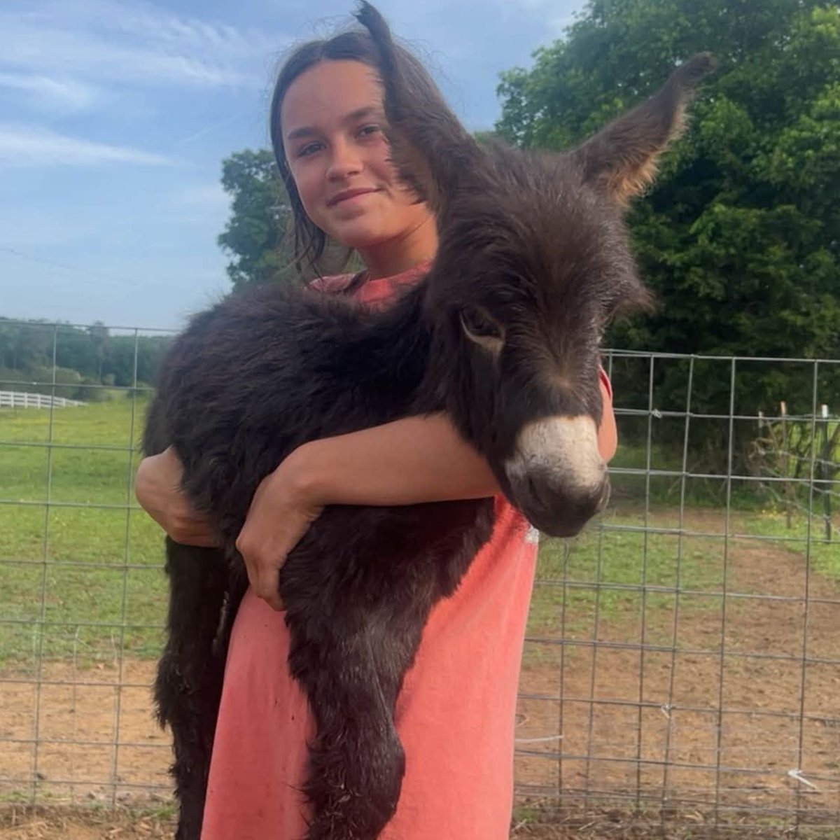 Dexerto's tweet photo. A baby pet donkey was shot and killed by police during a search for a missing person

HeeHaw ran toward officers braying and was shot by an officer who claimed he felt threatened https://t.co/lExrfB3wQO