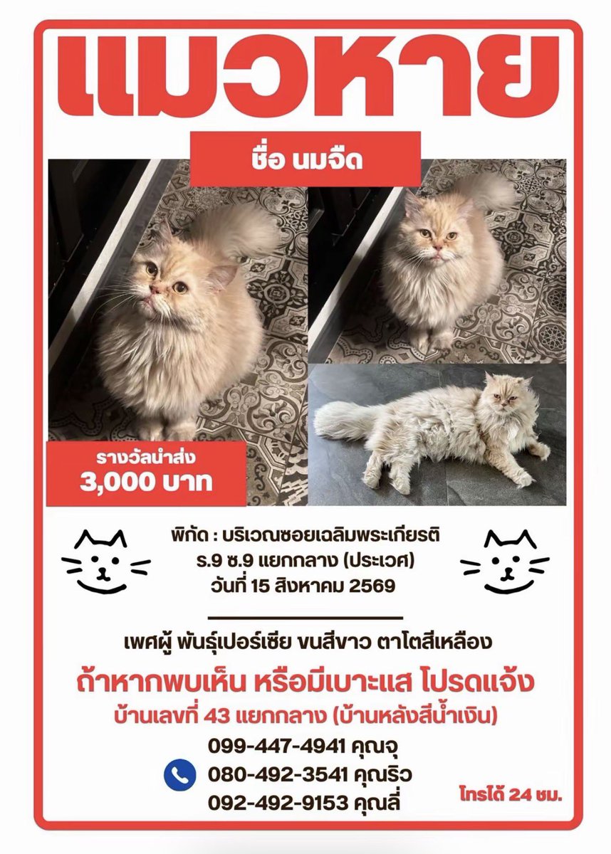 wizluvJays's tweet photo. pls rt 🙏🏻🙏🏻

ตามหาแมวค่ะ แมวหาย

📍พิกัดเฉลิมพระเกียรติ ร.9 ซ.9 น้องเป็นเปอเซีย ผู้ชาย หายไปตั้งแต่ 15 สิงหาค่ะ 

มีรางวัลนำส่ง 3000.-

ถ้าใครพบเห็นรบกวนติดต่อได้ 24hrs

092-492-9153 คุณลี่
080-492-3541 คุณริว

#แมวหาย #ตามหาแมว https://t.co/RTXKGDf9lB