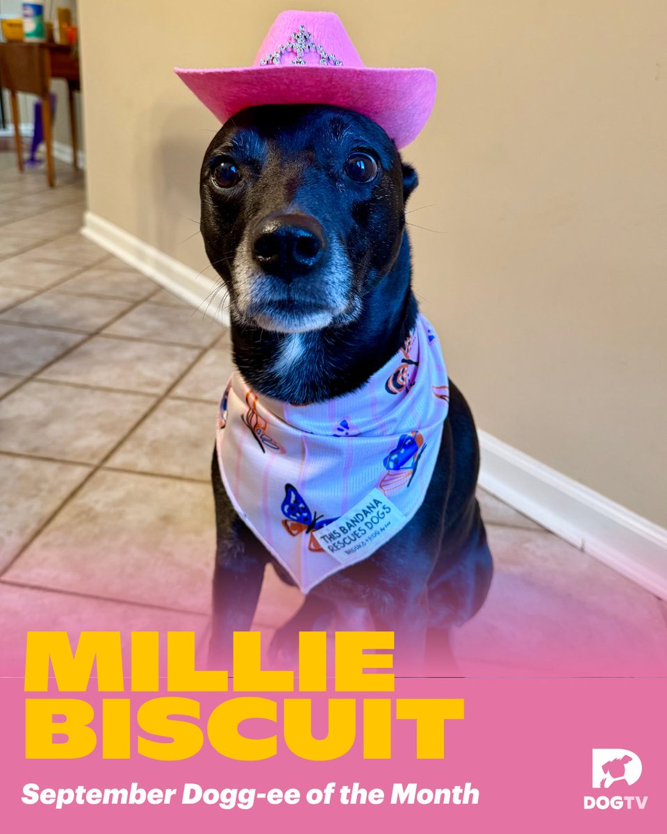 dogtv's tweet photo. She's here. She's iconic. She's our very first Dogg-ee of the Month. 🎉 Congratulations to Millie Biscuit (@milliebiscuit_)! 🧡 

More content featuring this very special girl is coming soon, stay tuned. And to everyone who entered...WOW! The entries were beyond adorable and we are so grateful for this incredible community. More Dogg-ee of the Month opportunities are coming, so keep those cameras ready. 🐾🎉

#DoggeeOfTheMonth #DOGTV #MillieBiscuit #DogOfTheMonth #DogPeople