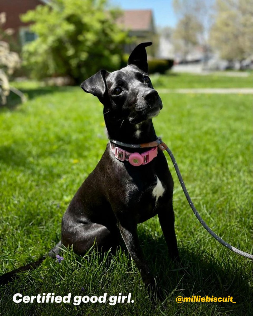 dogtv's tweet photo. She's here. She's iconic. She's our very first Dogg-ee of the Month. 🎉 Congratulations to Millie Biscuit (@milliebiscuit_)! 🧡 

More content featuring this very special girl is coming soon, stay tuned. And to everyone who entered...WOW! The entries were beyond adorable and we are so grateful for this incredible community. More Dogg-ee of the Month opportunities are coming, so keep those cameras ready. 🐾🎉

#DoggeeOfTheMonth #DOGTV #MillieBiscuit #DogOfTheMonth #DogPeople