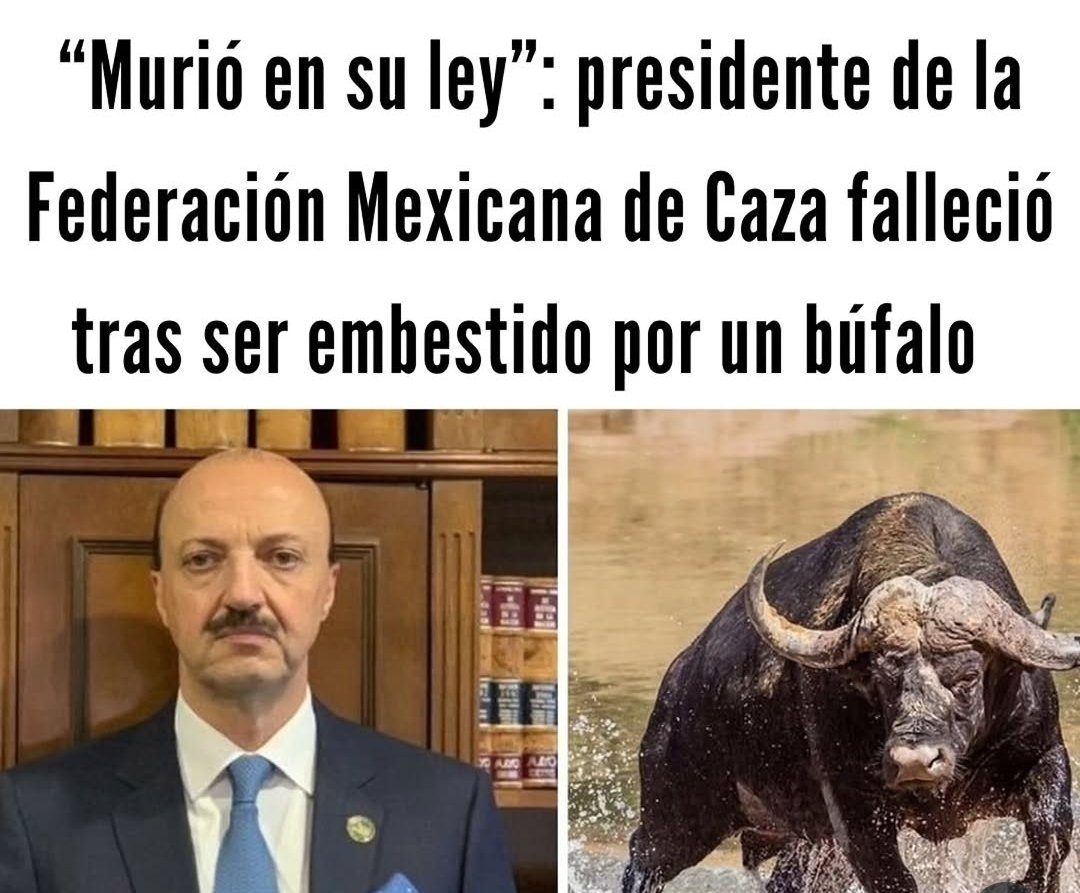 ruben_prz's tweet photo. El presidente de la Federación Mexicana de Caza falleció tras ser embestido en una zona rural ubicada en Entre Ríos, por un búfalo al que le había disparado.

Tras fallar, el búfalo corrió hacia él, embistiendo con su cabeza y causándole graves heridas. https://t.co/Z8S5DRgBOK