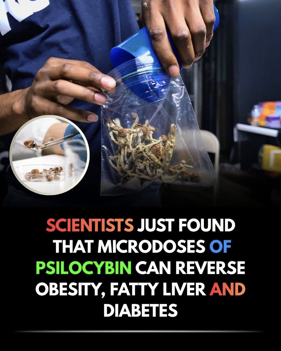 NextScience's tweet photo. 🚨 TINY DOSES OF A PSYCHEDELIC COMPOUND JUST SHOWED A STRANGE EFFECT ON OBESITY

What if a substance known for changing the mind could also change the way the body handles fat and sugar?

A 2026 study found that very low, non-psychedelic doses of psilocybin improved obesity, insulin resistance, blood sugar control, and fatty liver disease in mice fed a diet that caused metabolic disease. Researchers believe the effect may involve serotonin signaling in the liver.

The surprising part? The doses were low enough that the animals did not show psychedelic effects.

But there’s an important catch: this was an animal study, not a human clinical trial. Scientists have not yet shown that microdoses of psilocybin can reverse obesity, diabetes, or fatty liver disease in people.
Still, the discovery opens an unexpected new door in metabolic research. 

Source: Colognesi, M., et al. (2026). Low, non-psychedelic doses of psilocybin as a novel treatment for MASLD, obesity and type 2 diabetes via 5-HT2B receptor-dependent mechanisms. Pharmacological Research, 224, 108080.