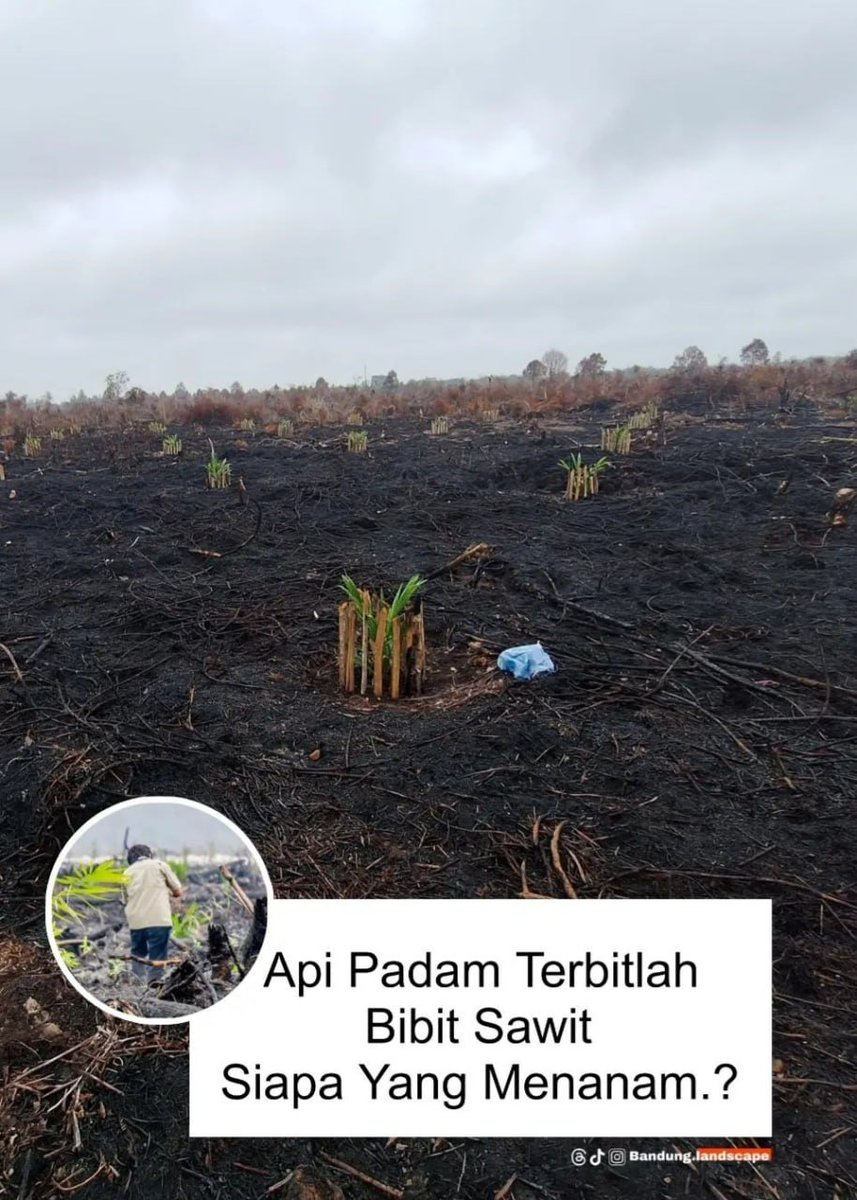 ejaaipongg's tweet photo. Api Padam Terbitlah Sawit.

Kereeen, pantes penanganan nya lambat, biar apaa? Ya biar lahan makin luas dan merata doongg. Hemat anggaran biar negara lain aja yg bantu padamin karhutla. 

Jangan jangan "kode" kemarin itu bukan tepung, melainkan pupuk untuk sawit. 🤔🤔  (Hanya asumsi) 

 Kira kira siapa yaa yg nyuruh nanam??

#prayforkalimantan
