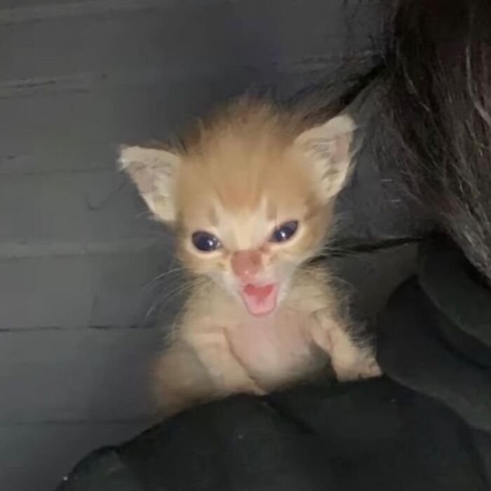 Catsillyness's tweet photo. Filled with rage https://t.co/6BUxD1acYJ