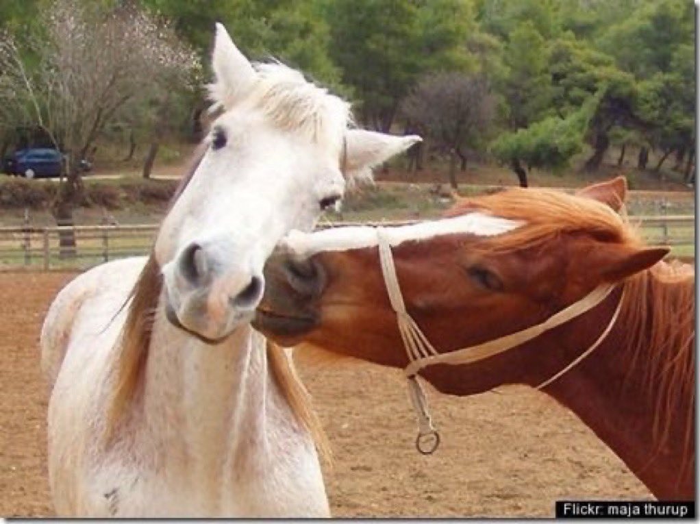 tagyourwho's tweet photo. me and my beautiful horsewife in a loving embrace https://t.co/2xNk1Et3mq