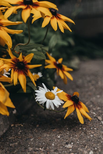 BarberaBegbuv's tweet photo. الخاص بك لخدمة تبادل المحتوى يجعل عالم المعرفة أكثر سهولة. شكرًا لك! مجد تبادل المحتوى الممتازة! eulalia kleesالقلب يجد 🛴 عندما النهار يحمي الحياة السلام مع نسيم الليل. daniela wenz https://t.co/HmcCxNmIin