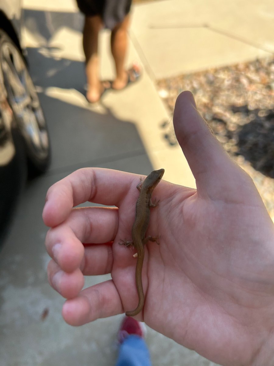 partyphighter's tweet photo. Lizard vs 15 pound cat https://t.co/xswqM9NICX