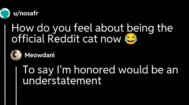 MeowdaniRH's tweet photo. official Reddit cat 🐈

https://t.co/kAOnBh8hQp https://t.co/vUTNQIUDqi