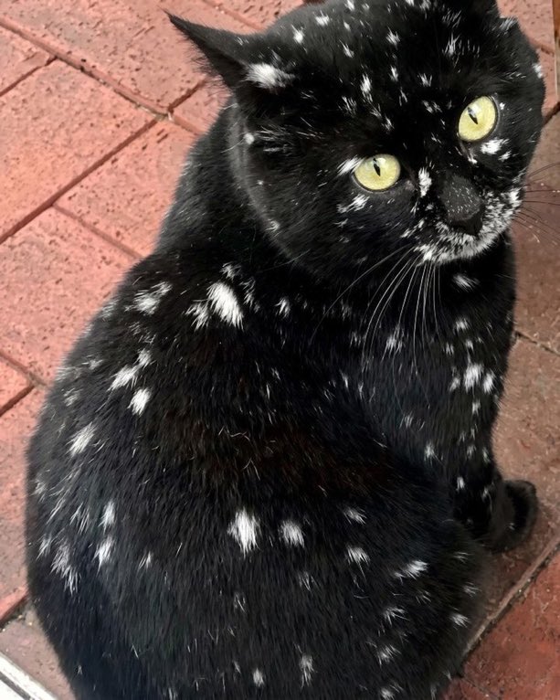 PostingOften's tweet photo. What would you name this cat? https://t.co/vg10FgktWJ