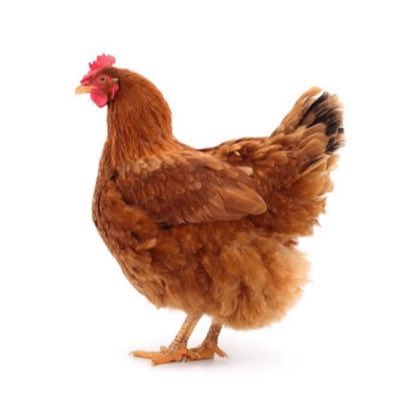 chickenincrisis's tweet photo. say hi to chicken or have a terrible September https://t.co/NW3fkwngIT