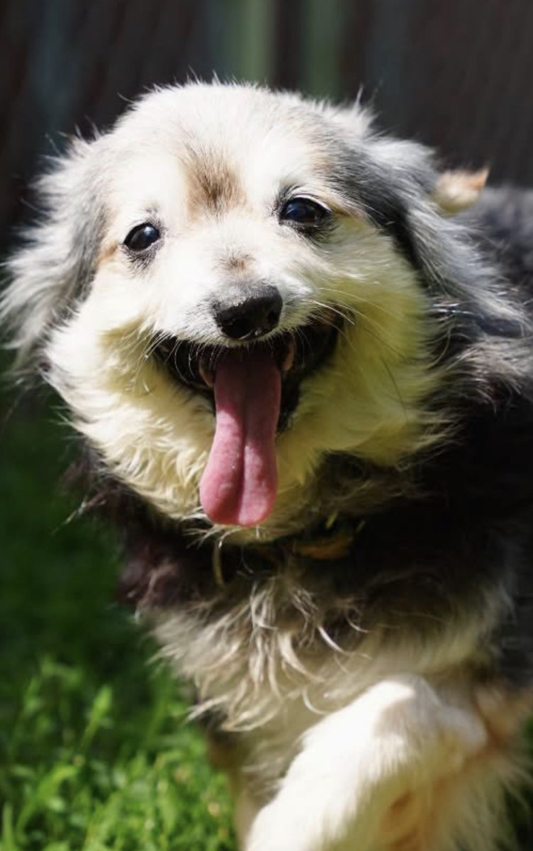 isohbel's tweet photo. feeling a violent affection toward this dog https://t.co/LK6ErcWG7j