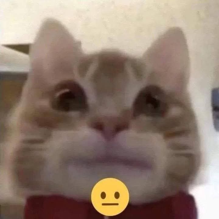 not_biscotti's tweet photo. mao https://t.co/15RKloCNRL