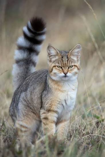 PaleoLazo's tweet photo. Quiero que recuerden que el nombre comun de "Leopardus pajeros" es literalmente el GATO PAJERO o gato de los pajonales https://t.co/klVHWGR3rT
