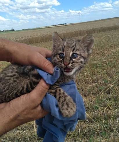 PaleoLazo's tweet photo. Quiero que recuerden que el nombre comun de "Leopardus pajeros" es literalmente el GATO PAJERO o gato de los pajonales https://t.co/klVHWGR3rT