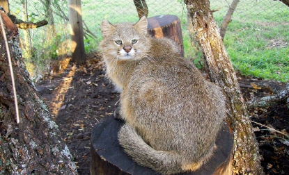 PaleoLazo's tweet photo. Quiero que recuerden que el nombre comun de "Leopardus pajeros" es literalmente el GATO PAJERO o gato de los pajonales https://t.co/klVHWGR3rT