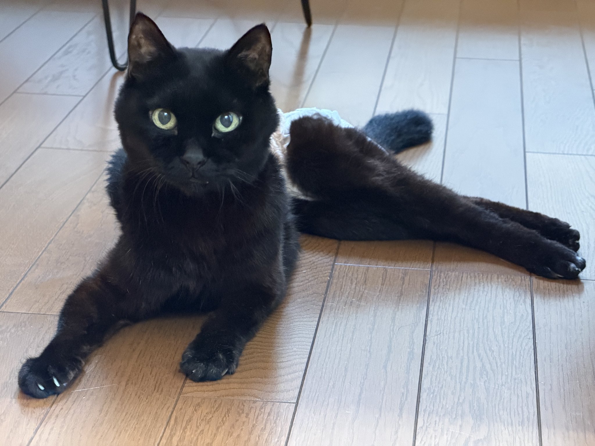 黒猫（感謝） てんぷらも в X: „#黒猫感謝の日 十六日目ーー“ / X