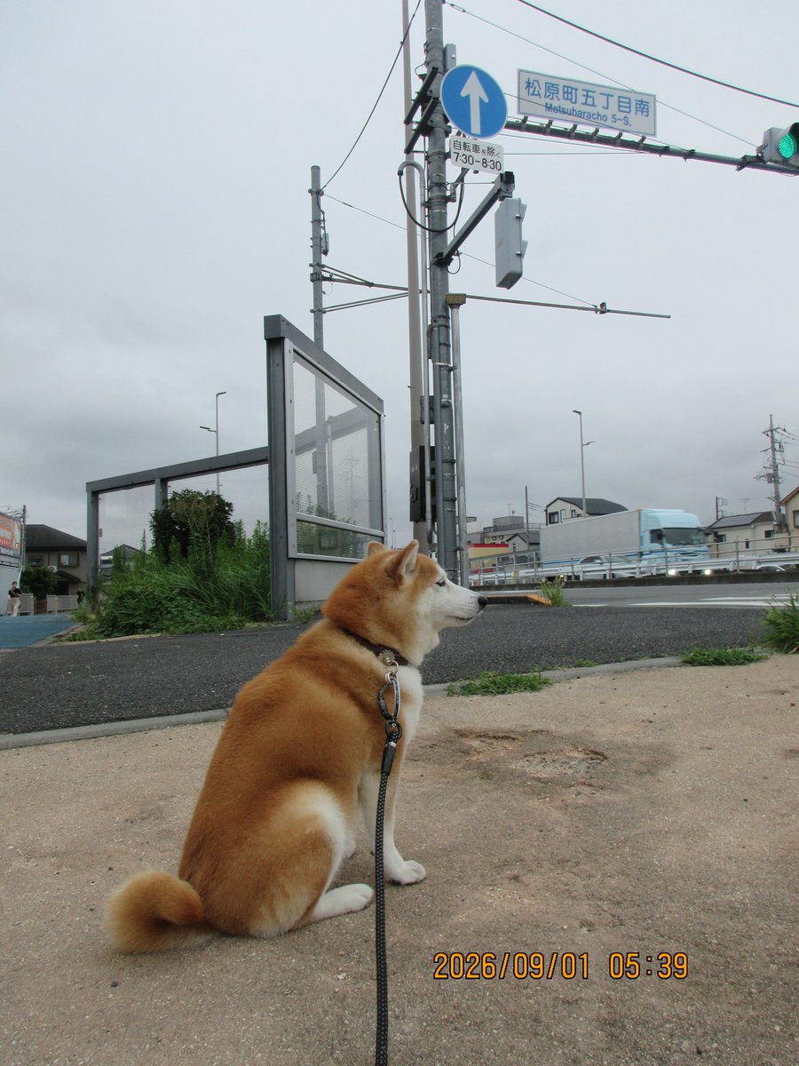 hiro70534949's tweet photo. 柴犬モコ
おはよう、今朝は、松原町５丁目南まで行って来ました。
曇りで風有り、涼しかった。
#柴犬 https://t.co/SLkJNzPdjZ