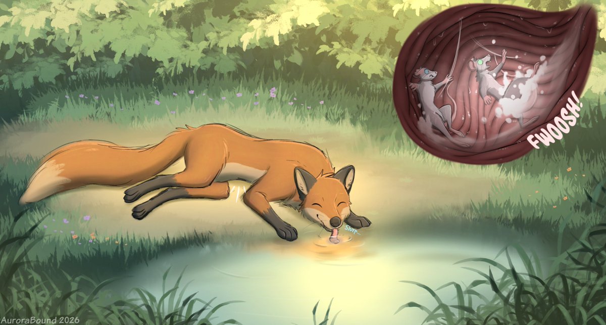 auroraboundfops's tweet photo. Always important to stay hydrated! :D

June's voted patron image! The prompt was "Mouse(s) in a fox stomach while the fox drinks water." You should prolly be holding your breath in a stomach anyways :P

Water is hard to draw, so hope it looks alright >w< https://t.co/RsrLH83hjw