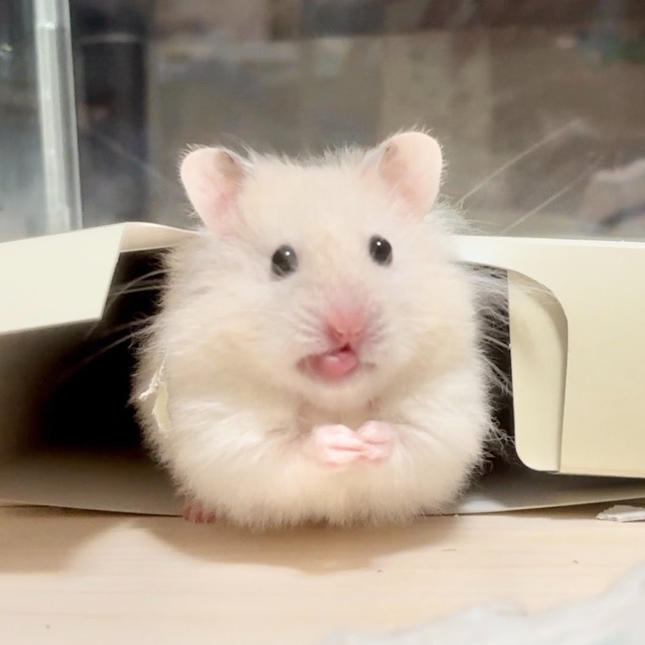 masari_masari's tweet photo. ぼく かいてもらったぞ！
ふわふわちゅるちゅるの ぼく！ https://t.co/cqx6Idka0S