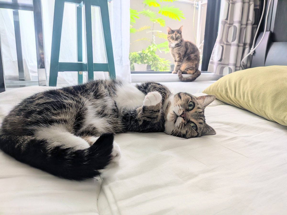 katz_owl's tweet photo. この景色が尊い🐯☺️
#猫好きさんと繋がりたい
#猫のいる暮らし
#保護猫と暮らす https://t.co/XRUiwwUMrR