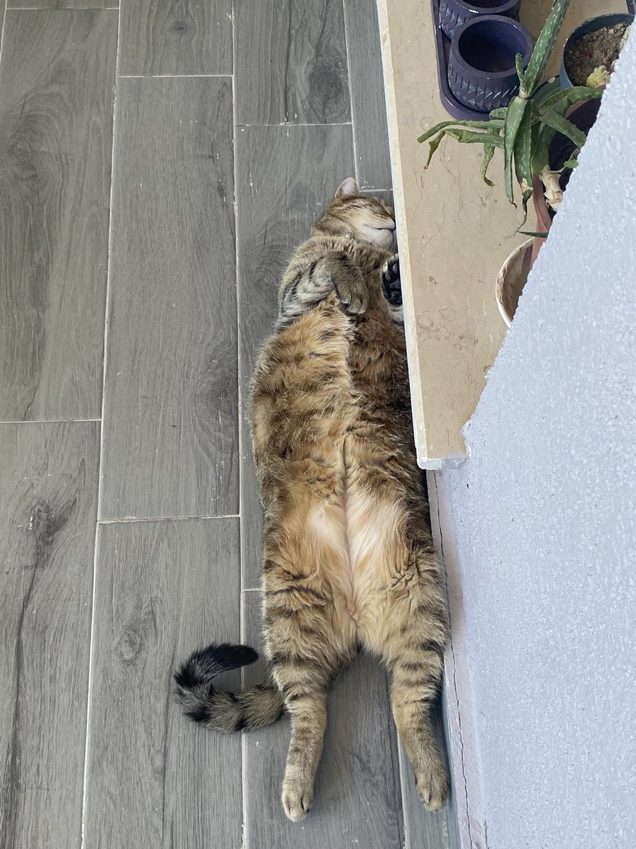 snnmirmk's tweet photo. Kalk annecim😺 https://t.co/i8UOfUKNEm