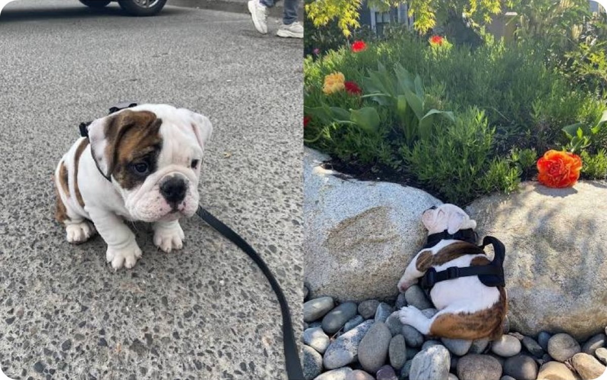 awkwardgoogle's tweet photo. Winston went on his first-ever walk, got so exhausted that he stopped halfway through, and took a nap against a pile of rocks. https://t.co/RV59yNRr8y