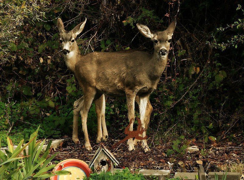 deershouldnt's tweet photo. The rare double ended deer https://t.co/B19qbIOVjh