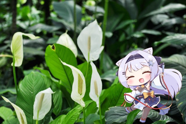 yukinko_lily_'s tweet photo. おはよ〜☀️
9/1（火）の誕生花はスパティフィラム🤍
花言葉は「上品な淑女」「清らかな心」

花言葉「上品な淑女」「清らかな心」は、スパティフィラムが仏炎苞を含めて花が真っ白であることが由来なんだとか🌱

今日から9月が始まるね‼️今年も残すは4ヶ月❕無理せず頑張ろうね💪
#おはようvtuber https://t.co/CY7UjnD13X