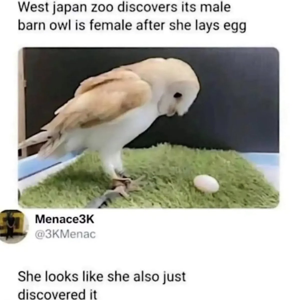 RespectfulMemes's tweet photo. https://t.co/zfzx87K3u5