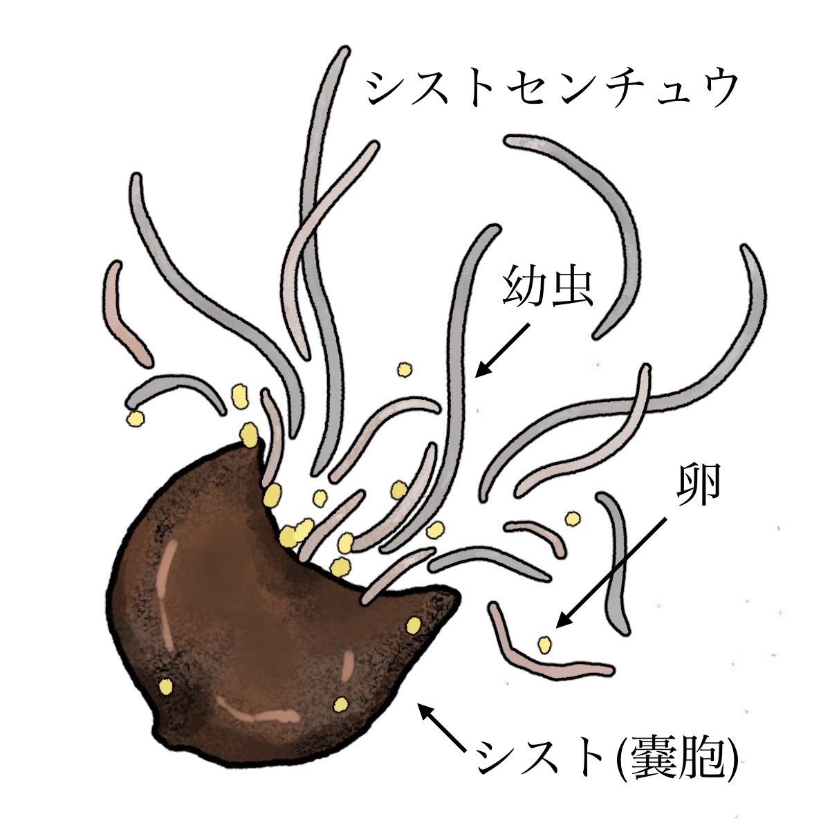 lovemana0505's tweet photo. この虫。
今度、アメリカから生のまま輸入することが決まったジャガイモに湧いてる。
虫ごと輸入するの。日本政府は。トランプの犬だから。
この虫、ジャガイモだけじゃなく他のナス科の野菜もダメにするの。
一度、畑に入れたら駆除に10年かかる。
食糧自給率もっと下がるよ。 https://t.co/qqaVTx9Luk
