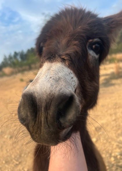 C_3C_3's tweet photo. First Peanut now HeeHaw.

WTF is going on?! https://t.co/272WeHEUYf