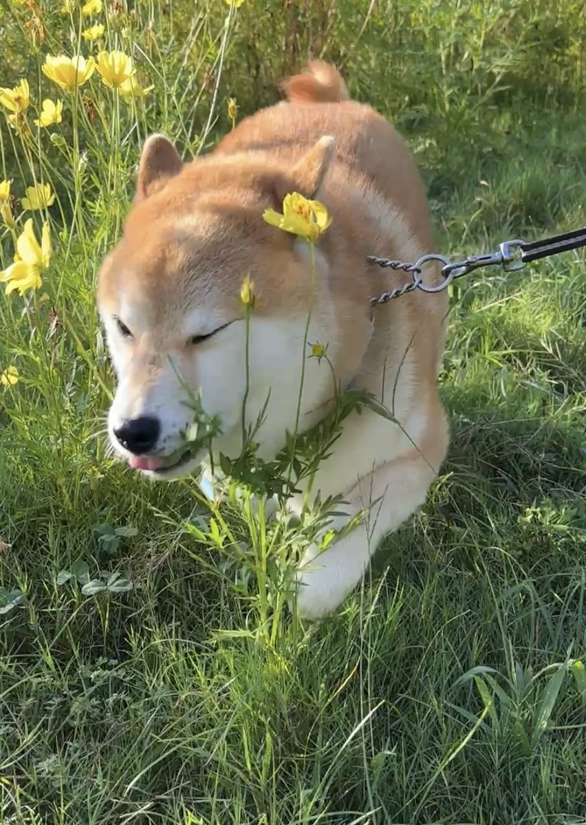 soramame_inu's tweet photo. 🐕 https://t.co/nGnubIcHE6