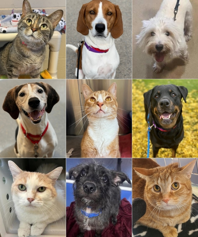WiscHumane's tweet photo. 📣 New adoption specials! 📣
⭐️Adoption fees for all dogs 6 months and up are 50% off!
⭐️Name Your Own Adoption Fee for all Benchwarmer dogs!
⭐️50% off for kittens under 1 year old!
⭐️Name your own adoption fee for all cats 1 year and up + receive a 50% off Animal Antics coupon! https://t.co/ZpoOFgn9De