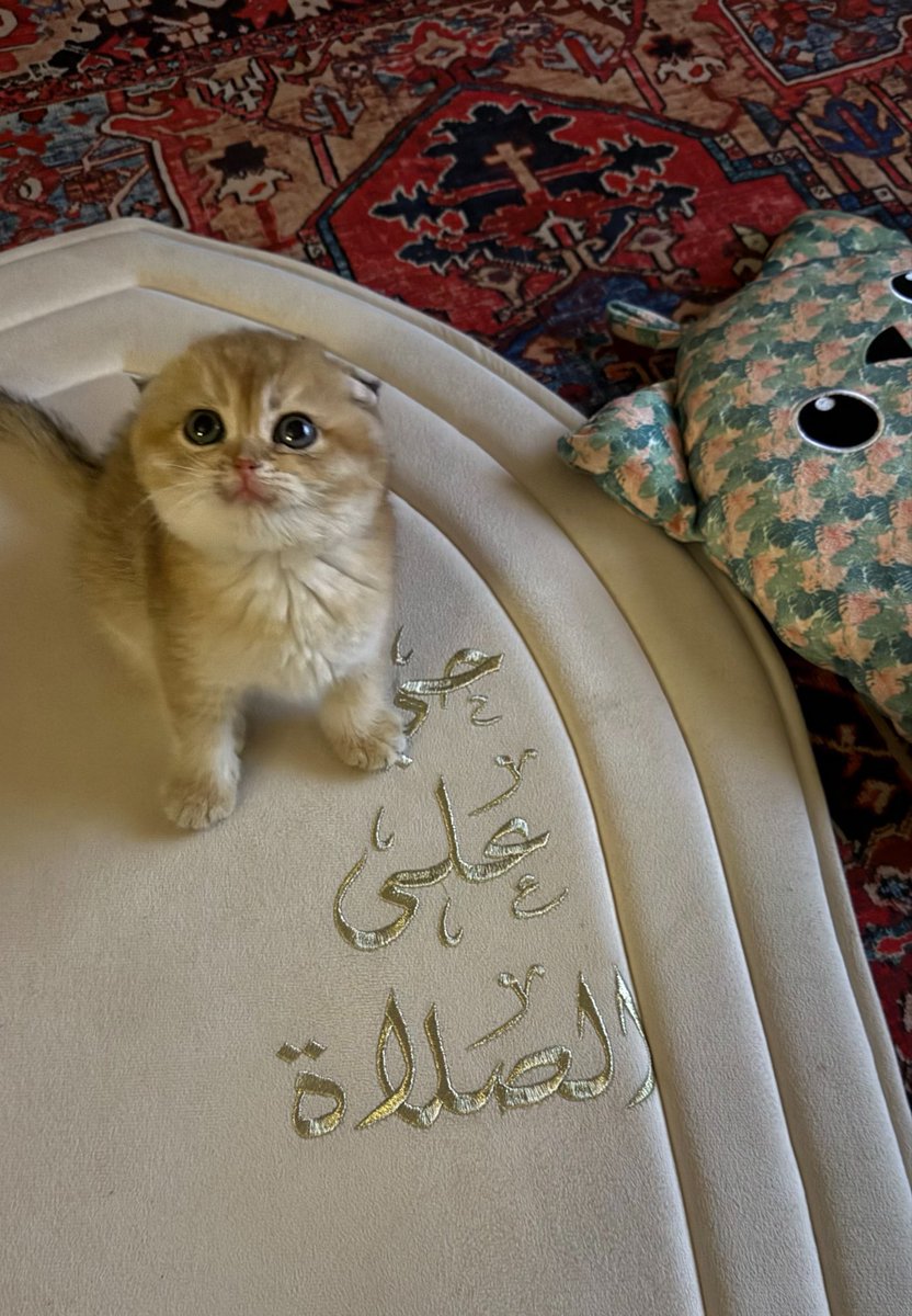 noufivv's tweet photo. مادري شلون للحين ما أكلته ؟ https://t.co/2bQ0eK89v5