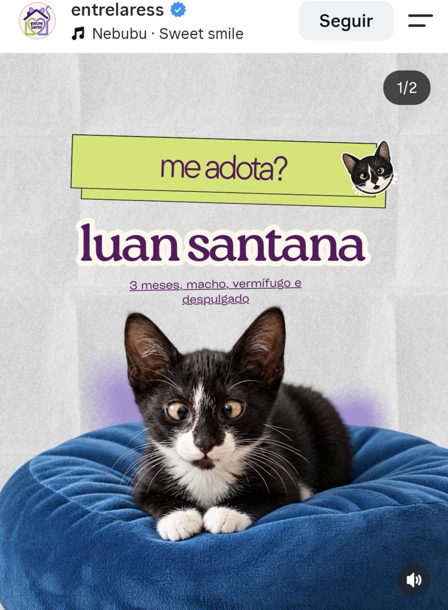 viralizeabraco's tweet photo. Vamos adotar o @luansantana 🥰

Contato: https://t.co/QbKcLYgI1v https://t.co/Iz84idLgSf