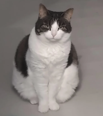 AivaiDev's tweet photo. Real Cat version of of Doge

Similar unique style of sitting pose

Already viral with 25k upvotes in 11 hours
https://t.co/EgElbEYTT0
Look at the sitting pose and smirk on its face

Even has insane lore if you read the bio https://t.co/Ax1sPuGwDr