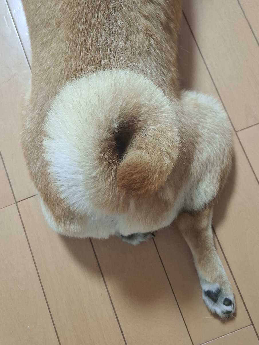 yuzu_shiba1125's tweet photo. うちの🥯ベーグルはリバーシブルです。
お好みでどうぞー。

9月もどうぞよろしくお願いいたします。

#柴犬が好きすぎるで使っていいよ
#柴犬
#しっぽはベーグル https://t.co/Kq2zOTXaGA