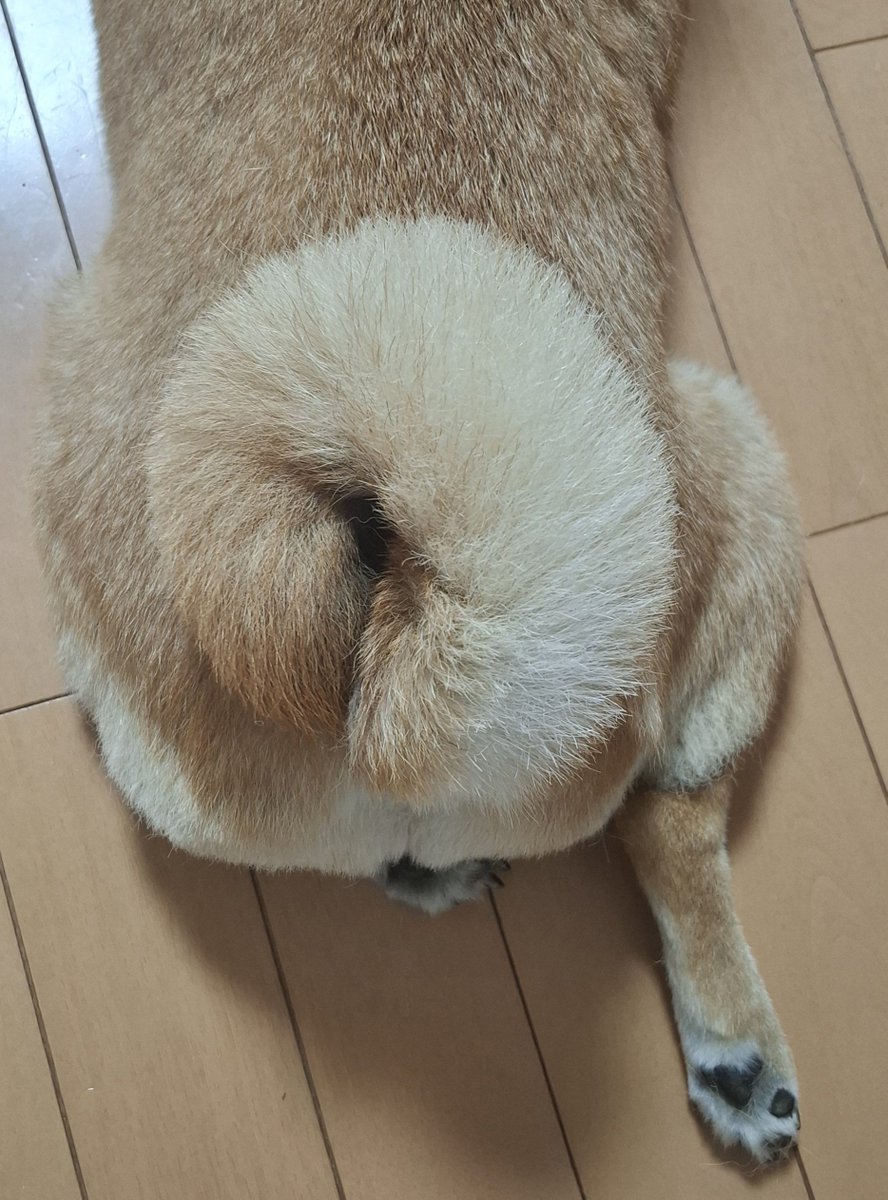 yuzu_shiba1125's tweet photo. うちの🥯ベーグルはリバーシブルです。
お好みでどうぞー。

9月もどうぞよろしくお願いいたします。

#柴犬が好きすぎるで使っていいよ
#柴犬
#しっぽはベーグル https://t.co/Kq2zOTXaGA