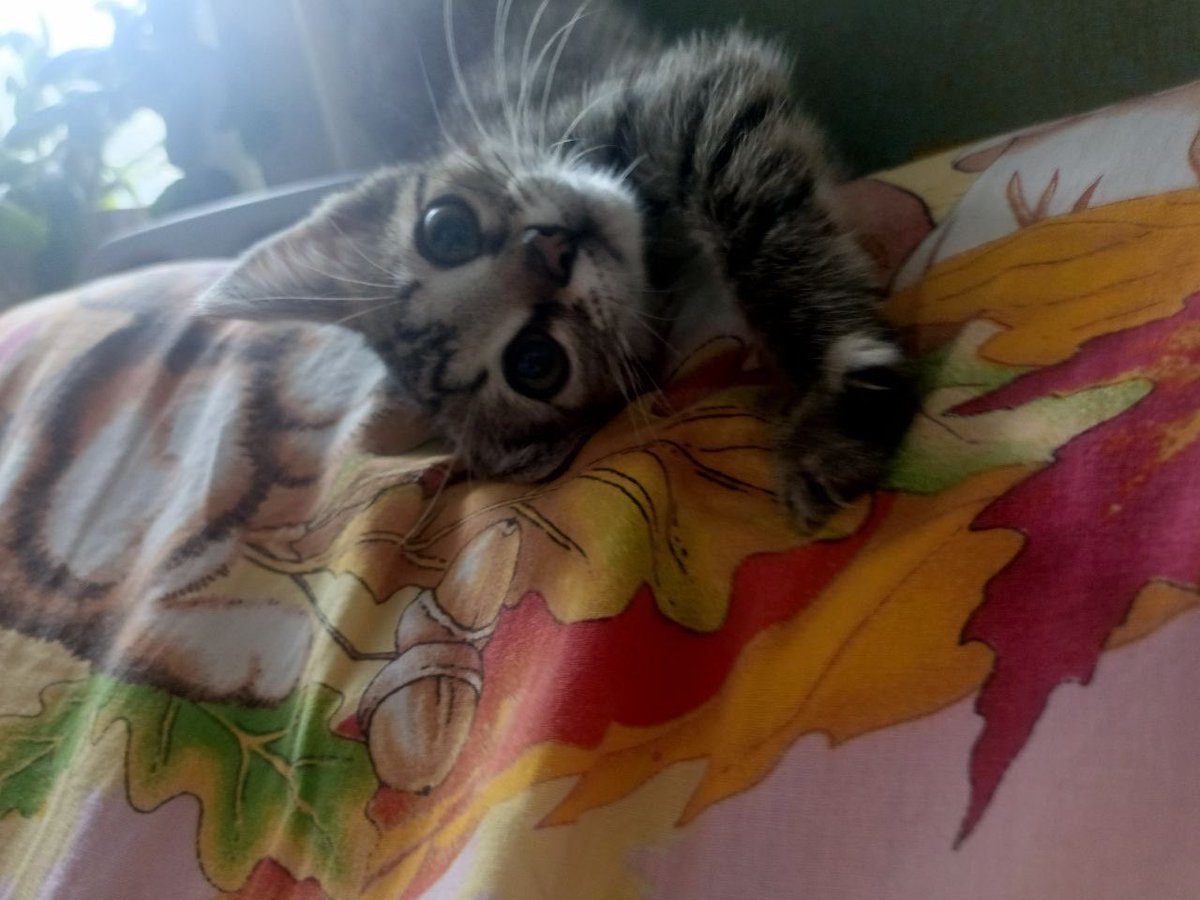 bowiebowle's tweet photo. как можно назвать котьонка девочку вооот такую????🥺🥺🥺 https://t.co/ixIqXmlNX7
