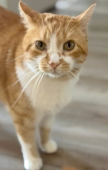 GuelphLostPets's tweet photo. MISSING. Mango, an orange tabby &amp; white short-haired neutered male cat, was last seen on Sunnybrae Cres in #Fergus on Aug 29. About 4 yrs old. Will be scared if approached. If you spot him or have any info please contact Charlene via https://t.co/GyZ56VZoJS or let us know. https://t.co/rRcBmcN3TS