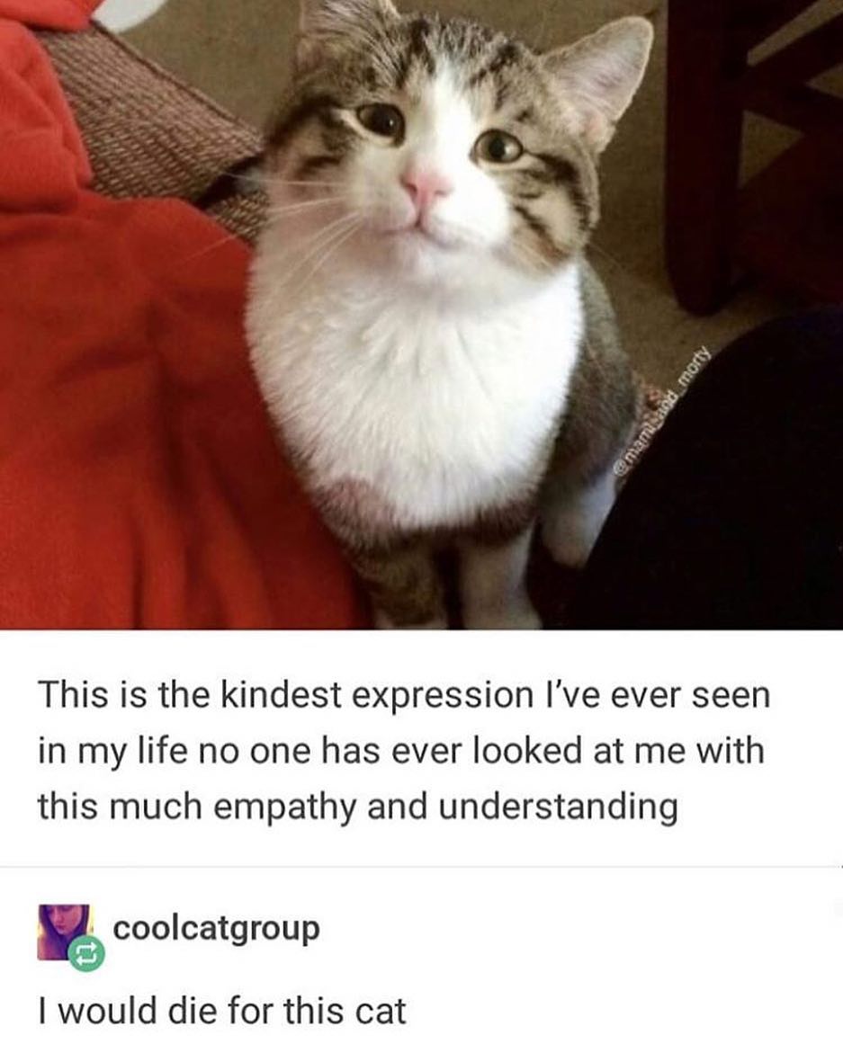 PunchingCat's tweet photo. https://t.co/vOsudXjCj3